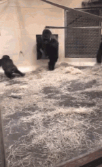 gorilla-cenzoo.gif