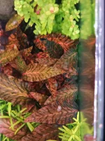 Chrypto von oben.jpg