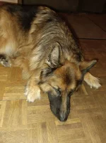 müder Schröder.webp